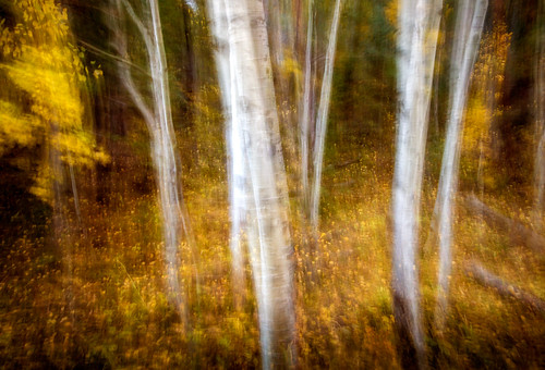autumn blur color fall colorado handheld aspens icm intentionalcameramovement ptphoto lightroom5 pse12