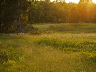 field at the great swamp at sunset