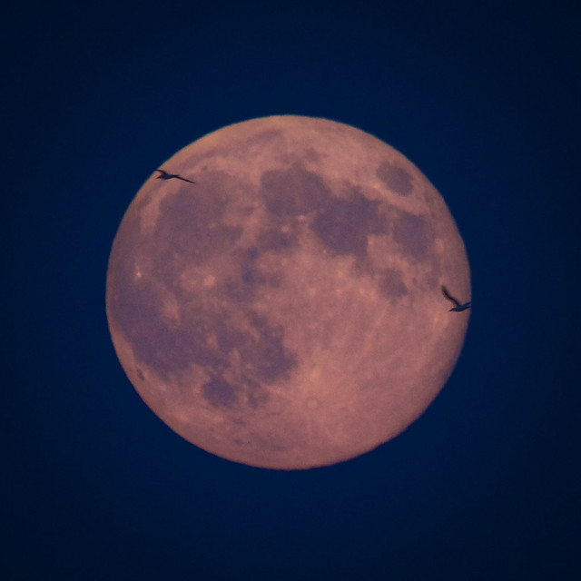 Super-Moon-Photo-Bomb-by-Birds!
