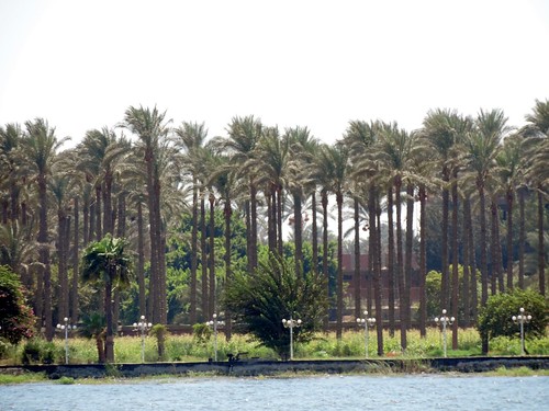 nikon coolpix p520 maadi yacht club nile river outdoor palmtrees nature cairo plant landscape foliage نادى اليخت المعادى نهر النيل