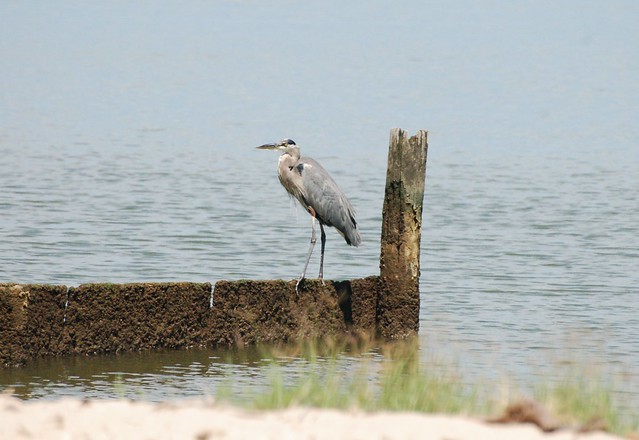 Great Blue Heron on the Beach Trail at Westmoreland State Park, Va
