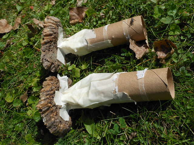 sprues taped to wasp nest fragments