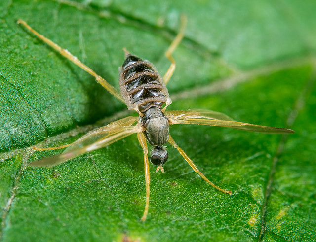 Dance Fly (Hybotidae) 114v-6367
