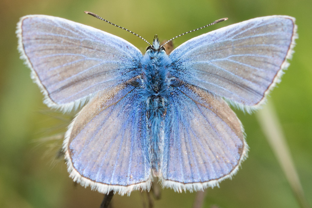 Common Blue (Polyommatus icarus) [Explore September 14th 2014 #324]