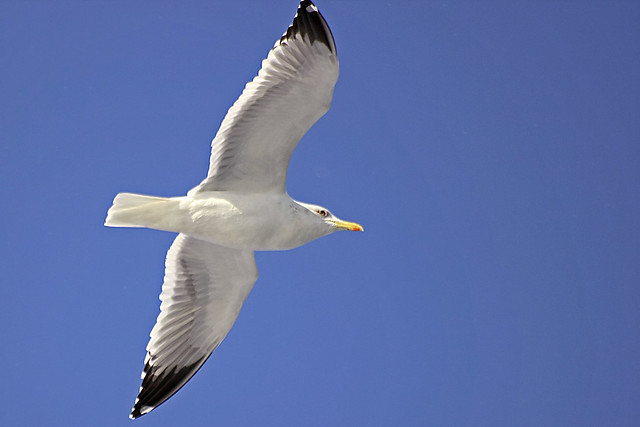 Seagull Sailing in the air