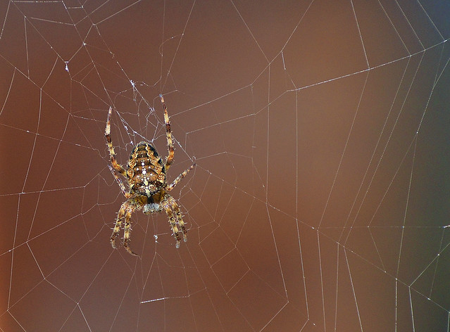 Spider on my porch (Cross Orbweaver - Araneus diadematus)