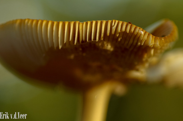Mushroom, Speulderbos