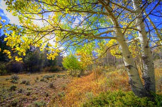 Autumn Aspen Shelter | by Exeligmos Photography