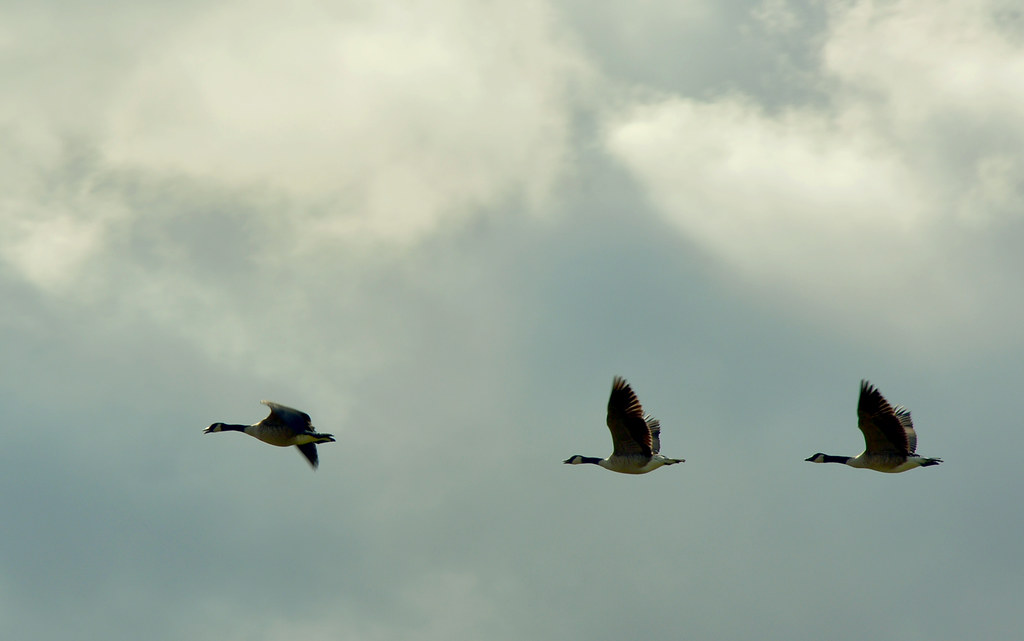Goodbye! | Canadian geese flying to South | Tanya Kostina | Flickr