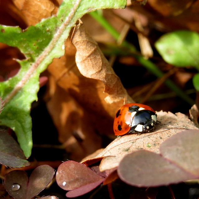 Ladybug in autumn