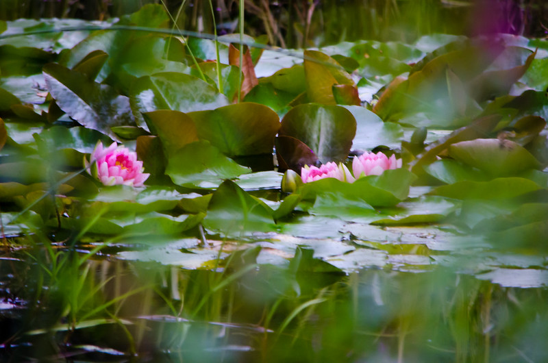 Waterlilies