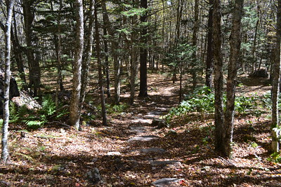 photo of forest trail