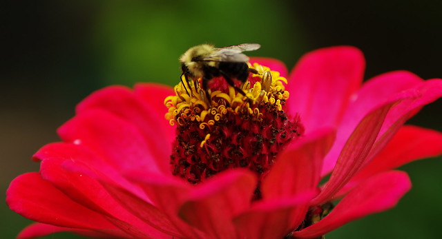 Bumblebee on Zinnia