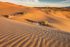 Gran Desierto Dunes, Sonora, Mexico