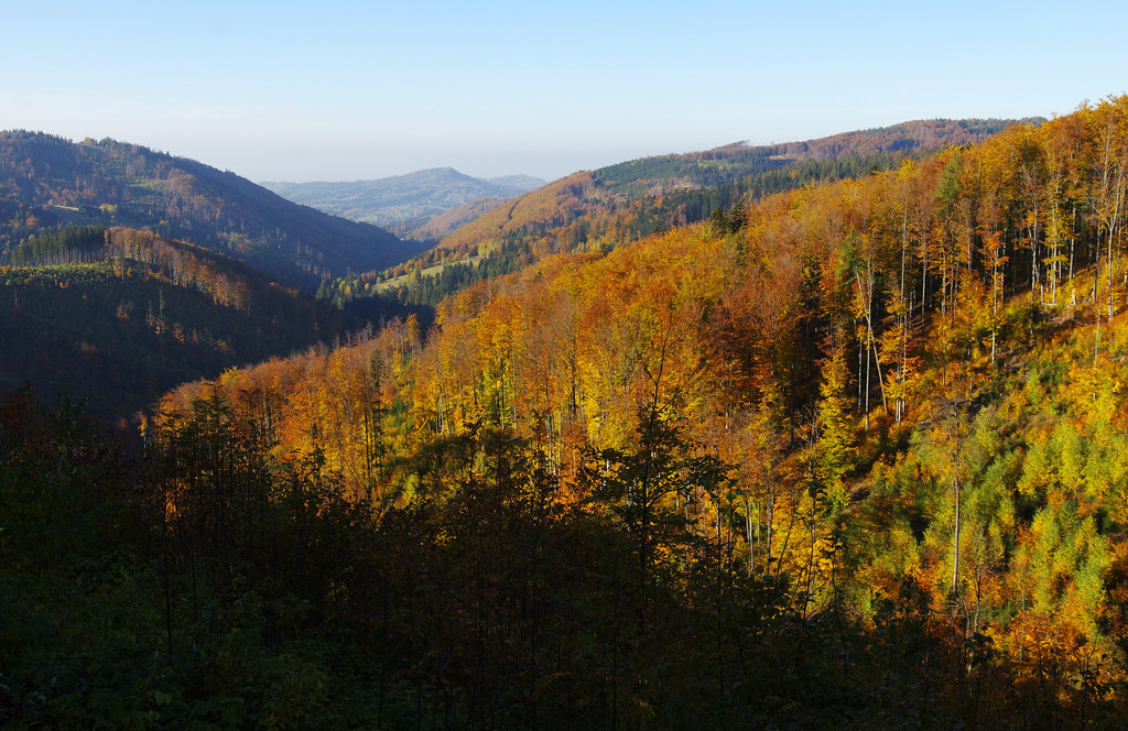 Autumn woods below Velký Stožek