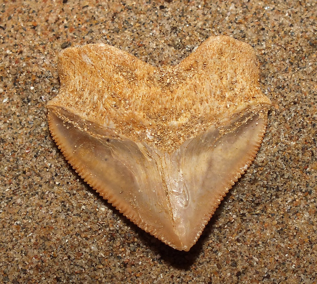 Crow shark (†Squalicorax pristodontus) tooth fossil