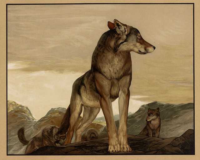 001-Akela el lobo solitario-Sixteen illustrations of subjects from Kipling's Jungle Book-1903 -Library of Congress