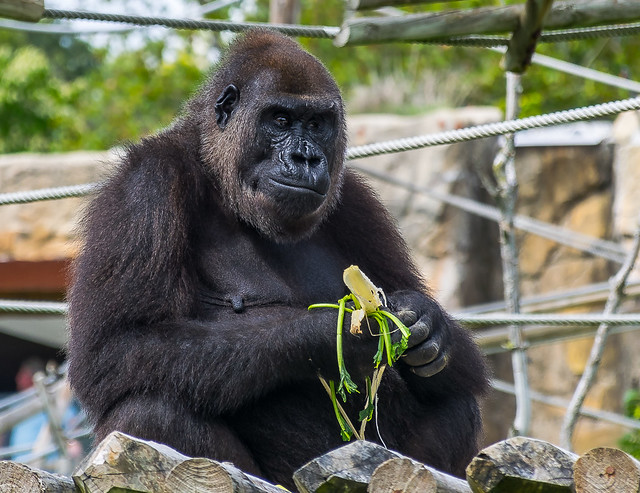 Western lowland gorilla (Gorila ocidental das terras baixas)