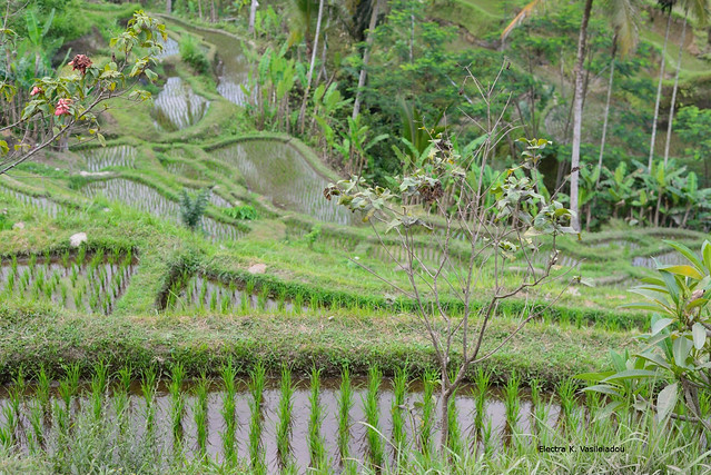 Rice terrace, Bali
