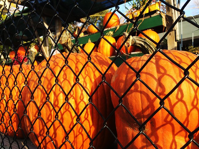 Pumpkins behind a fence