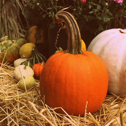 autumn fall pumpkin pennsylvania hershey hersheypa hersheygardens