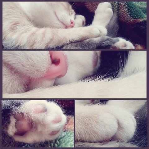 #cat #cats #catsagram #catstagram #instagood #kitten #kitty #kittens #pet #pets #animal #animals #petstagram #petsagram #photooftheday #catsofinstagram #ilovemycat #instagramcats #nature #catoftheday #lovecats #lovekittens #catlover #instacat | by astartaglory
