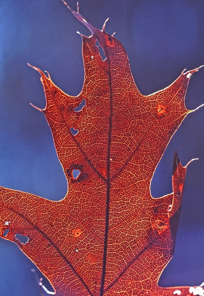 Black oak | Black oak leaf (Quercus velutina). Photographer:… | Flickr
