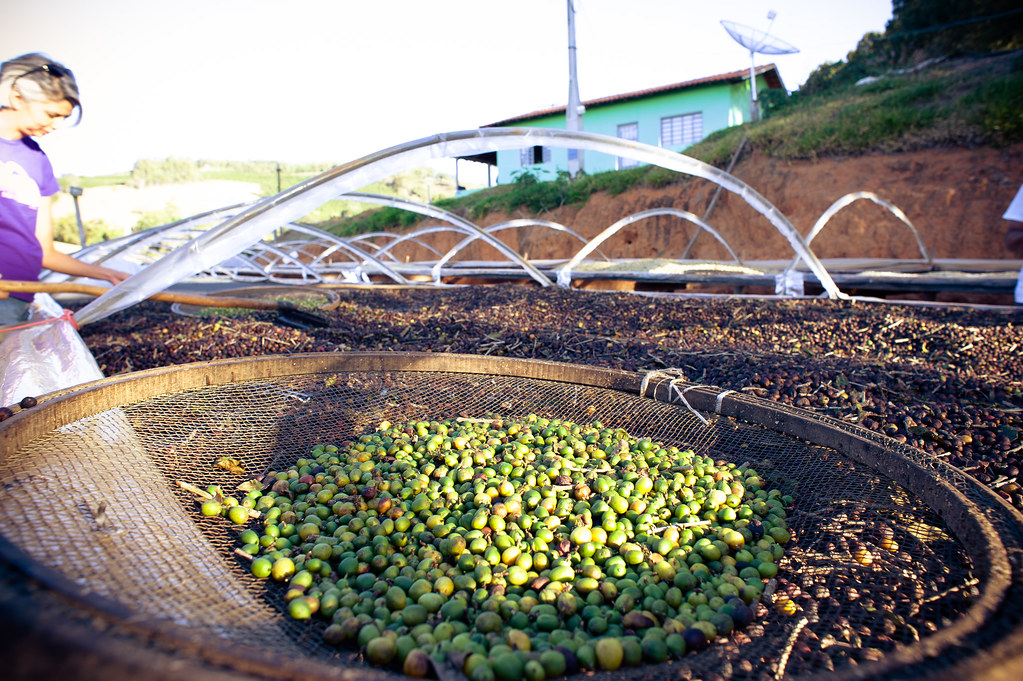 Drying naturals at Sitio Canaã