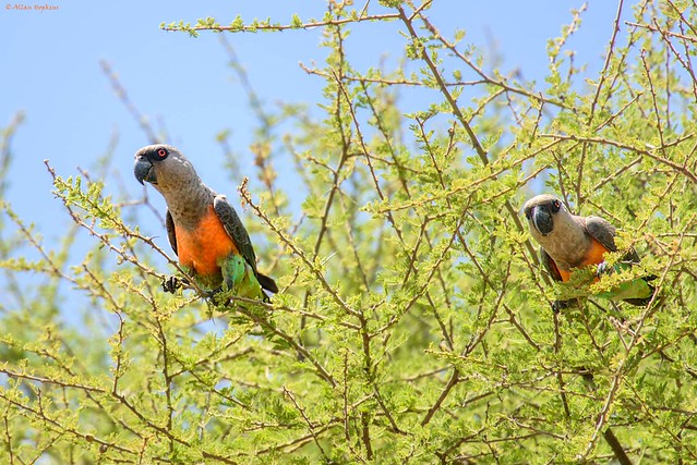 African Red-bellied Parrot (Poicephalus rufiventris), males