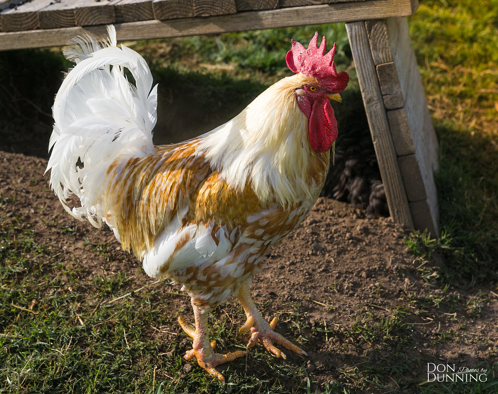 White Leghorn X Rhode Island Red Rooster, This beautiful bo…