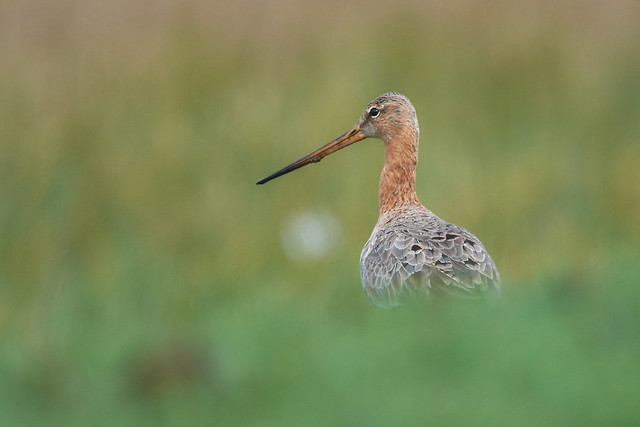 And another godwit..