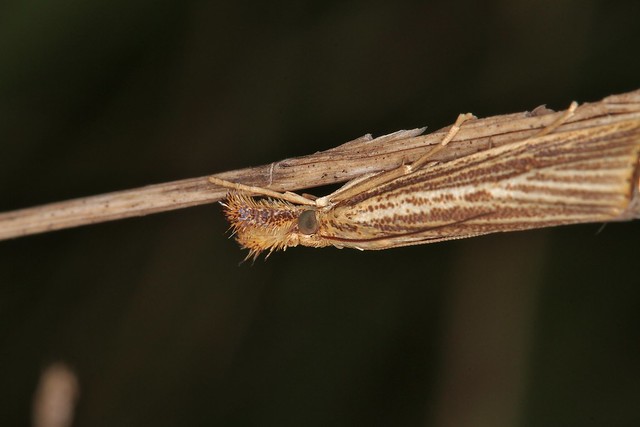 Well Camouflaged Snout Moth