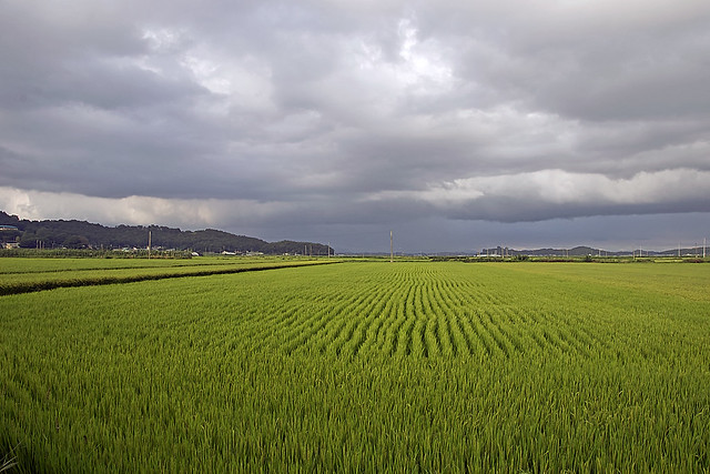 Rice Fields Landscape at Gimpo, South Korea(김포에서의 논풍경)