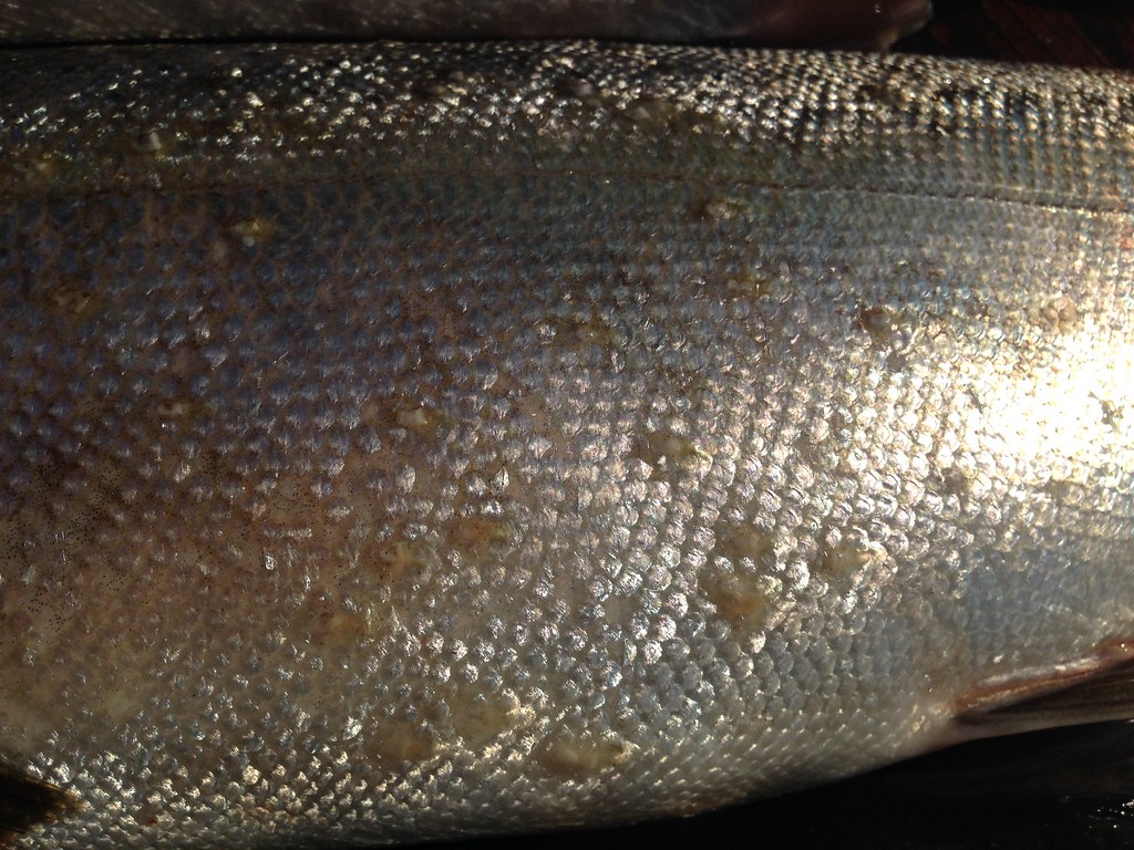 Salmon Fish Rash Salmon Colored Bumpy Rash