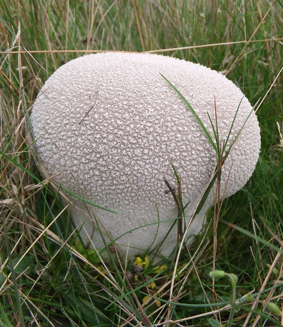 Common puffball mushroom