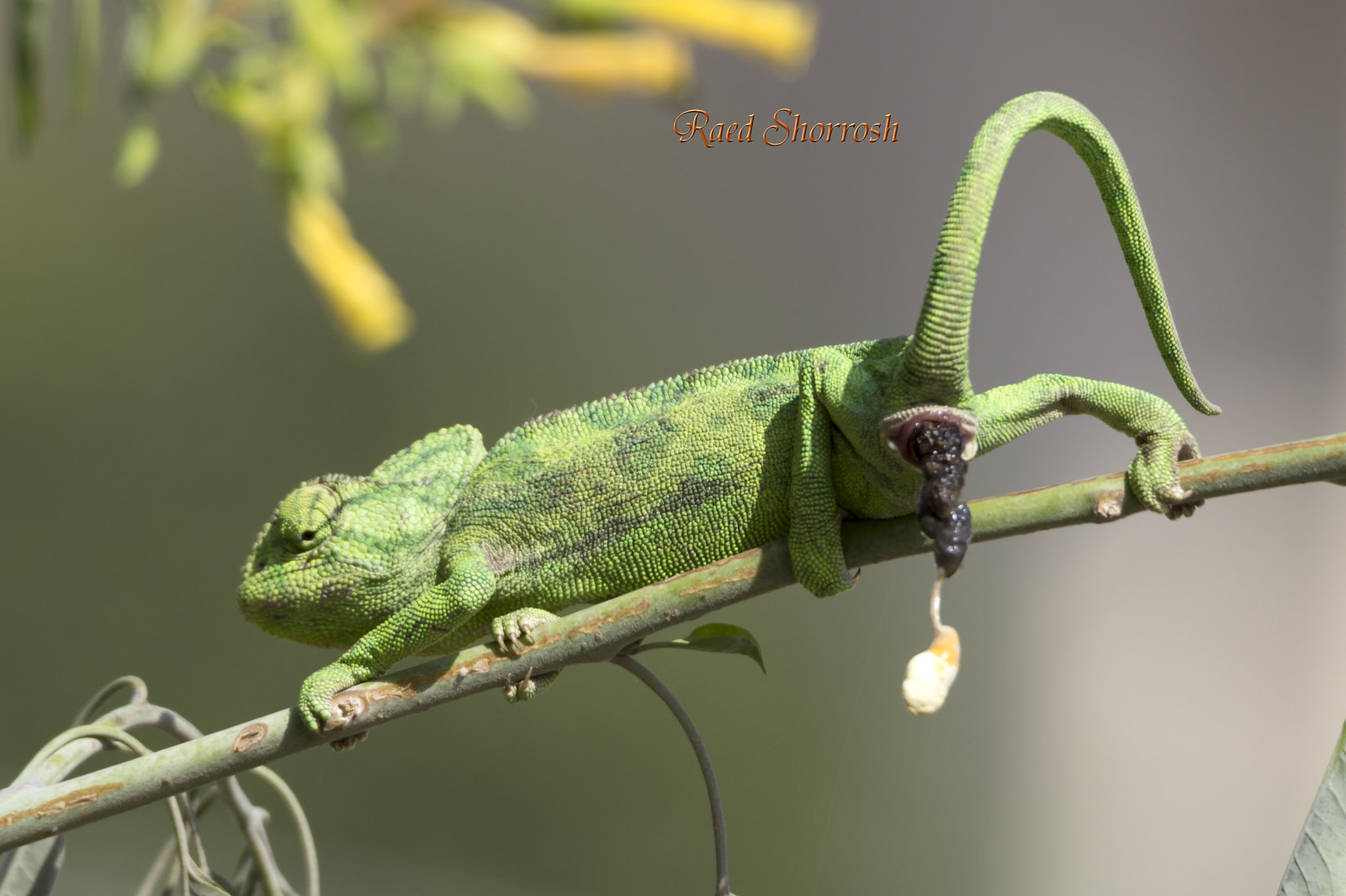 Chameleon Giving Birth | Flickr