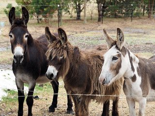 The Three Stooges? – Red Moon Sanctuary, Redmond, Western Australia | by Red Moon Sanctuary