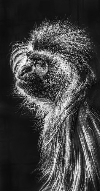 Black and White Colobus Profile Portrait