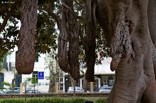 The fancy boughs in Chania