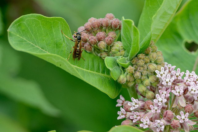 Wasp on Milkweed-45845.jpg