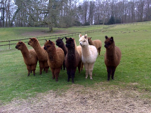 Alpacas in Ridge hamlet SWC Walk 248 Tisbury Circular via Hindon