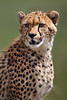 Image: Portrait of a Young Cheetah
