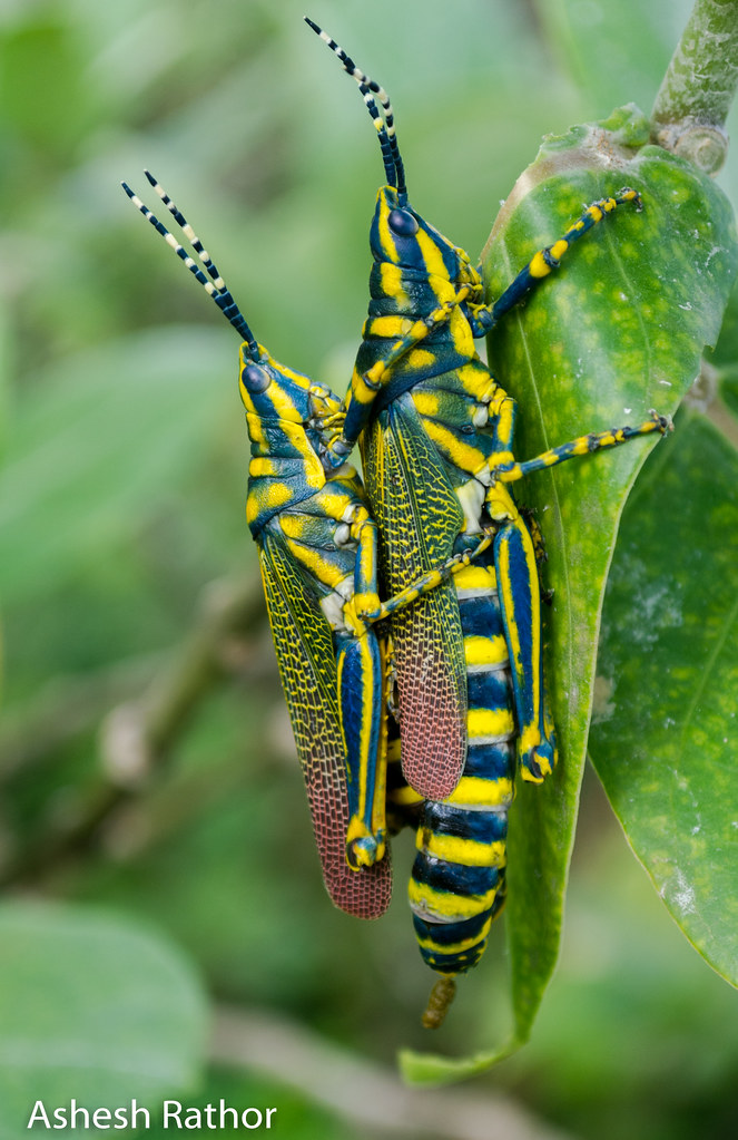 Painted Grasshoppers Ashesh Rathor Flickr Upon slight pinching of the head or abdomen, the. flickr