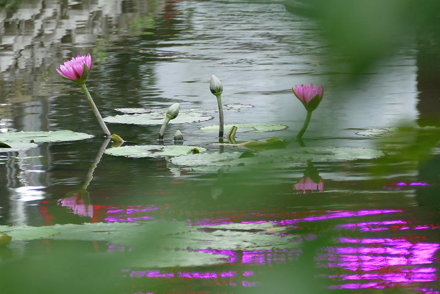 L1130267 lotus pond