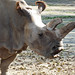 Samice Nabiré ze ZOO Dvůr Králové je jedním z posledních sedmi severních bílých nosorožců na světě, foto: Petr Nejedlý