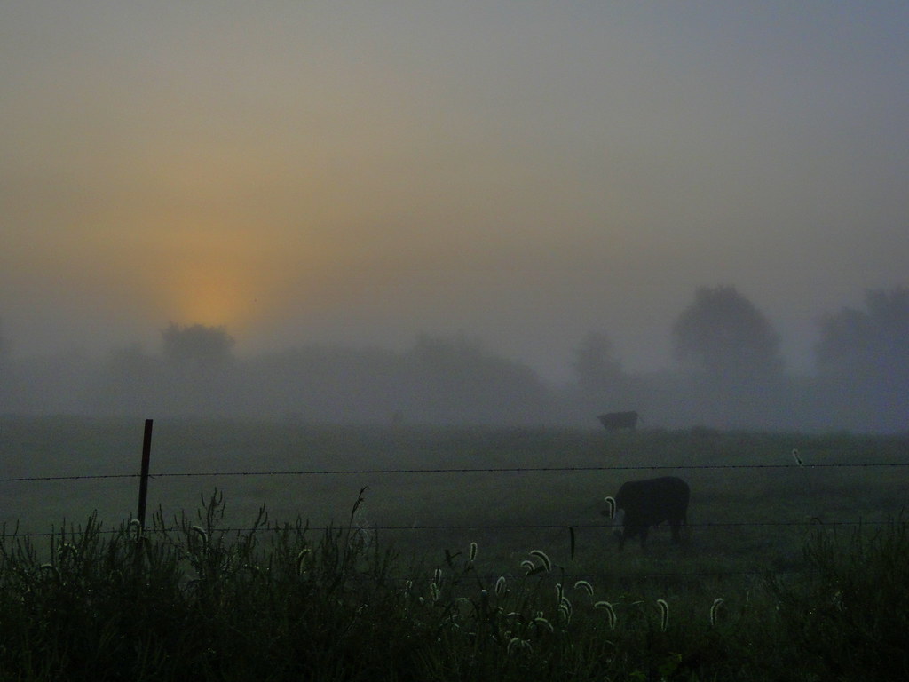 Early Spring Fog Early Morning Fog