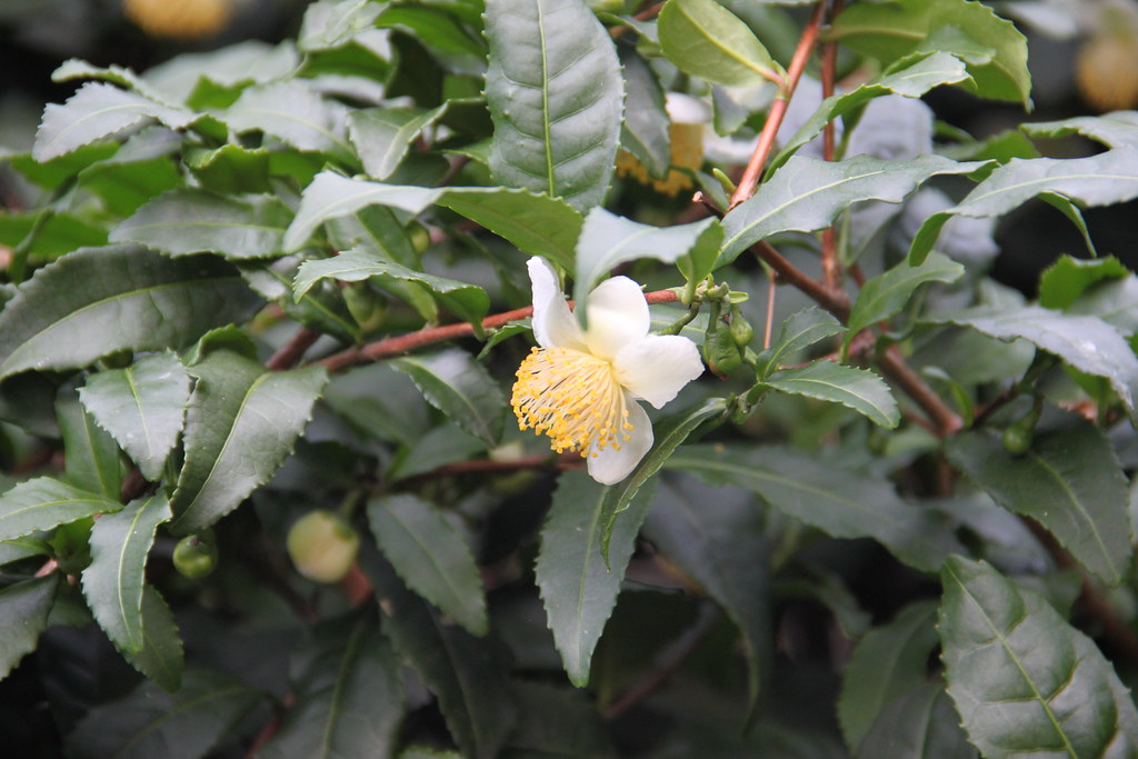Camellia sinenis