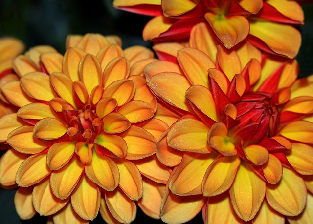 Colorful Dahlia Flowers