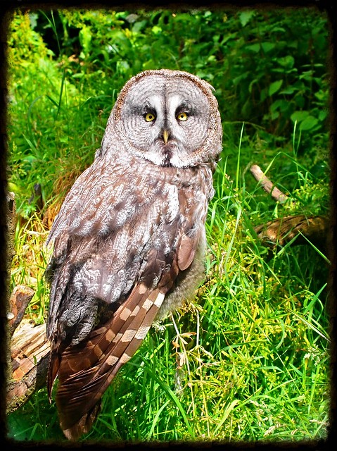 Edinburgh zoo owl