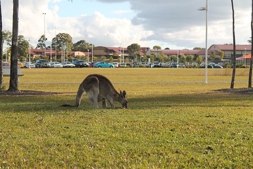Kangaroos captured near DES103, USC Sippy Downs